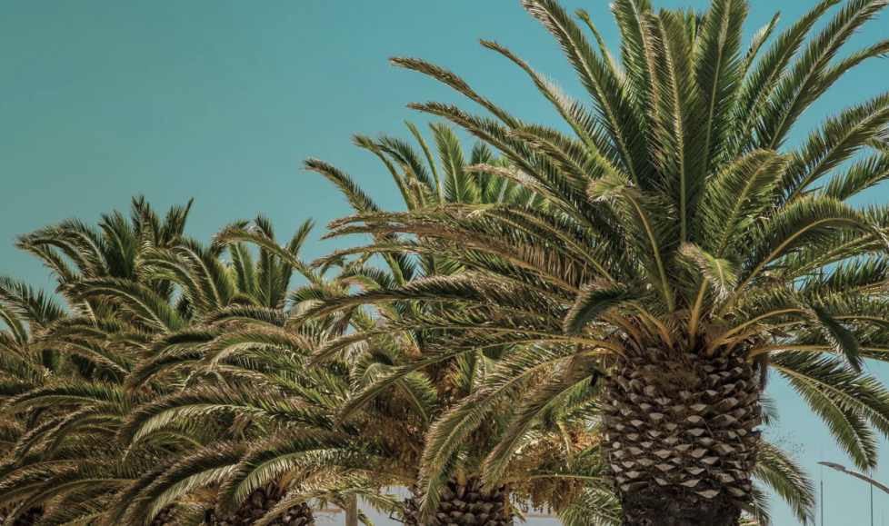 A picture of palm tree's in Malta to symbolise where Brite's Malta office is based.
